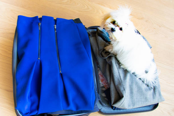 istock Maltese Puppy Pet Selfie sitting in a suitcase 953438282