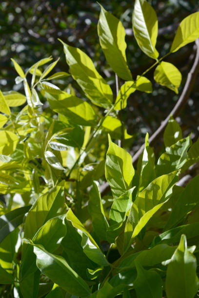 istock green leaves in the foreground, vertical 953438340