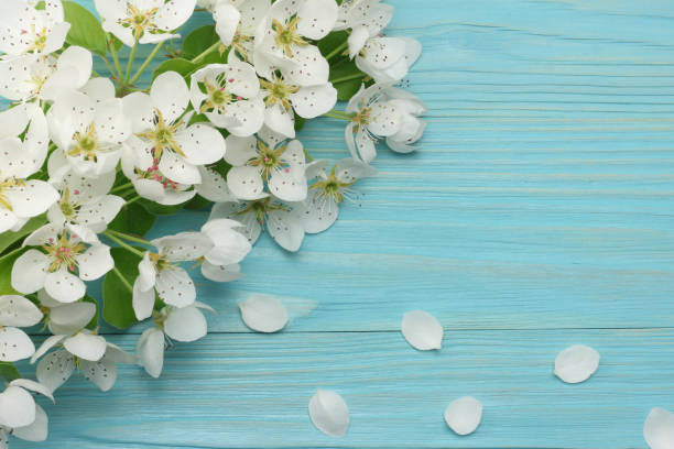istock Spring background with white flowers blossoms on blue wooden background. top view 953438416