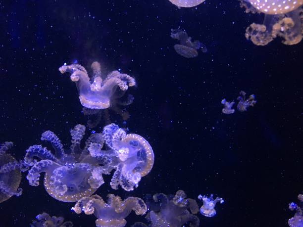 istock aquarium of jellyfishes 953439882