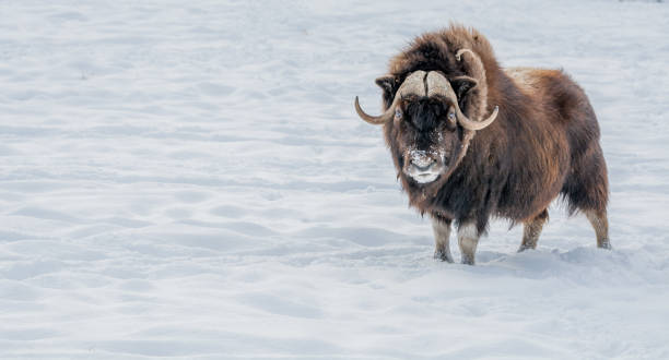 istock Muskox Looking in Your Eyes, standing in the snow. 953440054