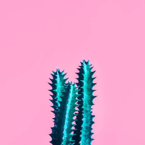 istock Exotic color of cactus on colorful background 953440272