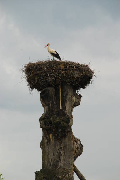 istock stork in the nest on the roof 953440738