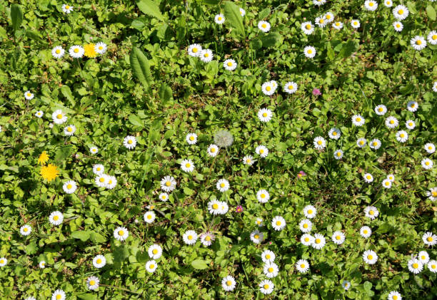 istock backgroun of daisies in spring 953443298