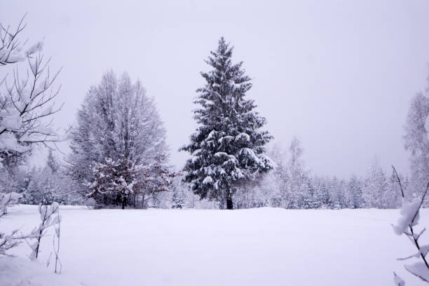 istock Winter snowy mountains and trees. 953443314