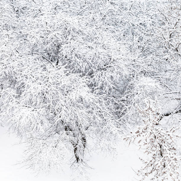 istock top view of snow covered apple trees in garden 953444320