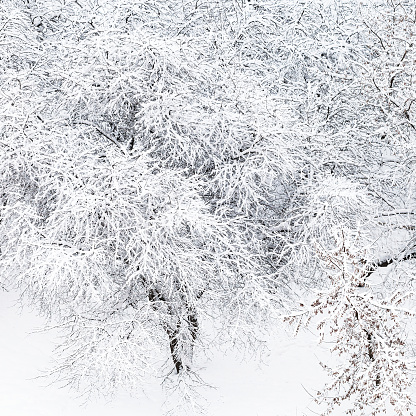 top view of snow covered apple trees in garden in Moscow in winter