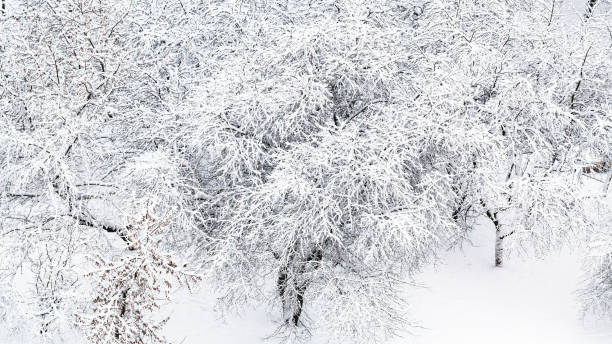 istock panoramic view of snowy apple trees in orchard 953444470