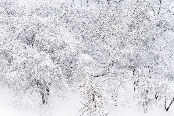 above view of snow covered apple trees in garden