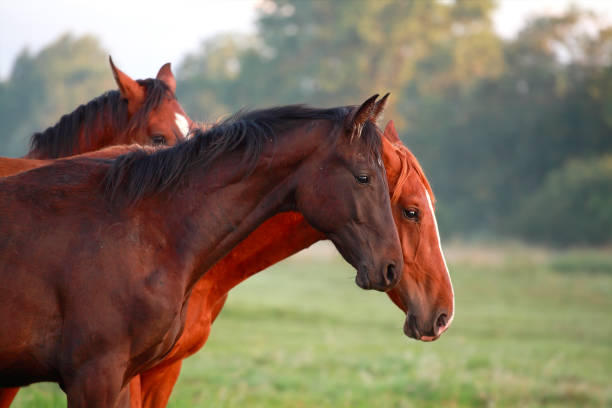 istock brown horses on pasture outdoors during summer 953444500