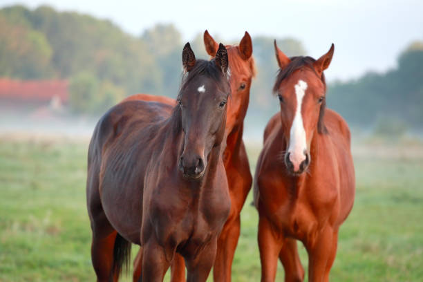 istock brown horses on pasture outdoor in summer 953444718