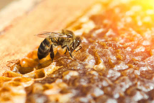 Working bee in a honeycomb close-up macro image