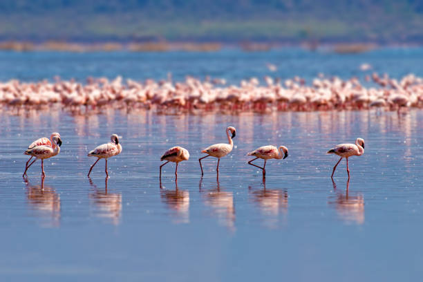 Flamingos Flock of flamingos wading in the shallow lagoon water bouches du rhone photos stock pictures, royalty-free photos & images