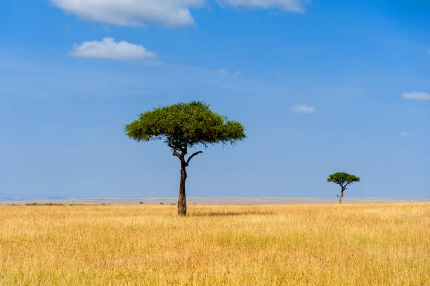 istock Landscape with nobody tree in Africa 953445376