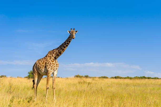 istock Giraffe in National park of Kenya 953445426