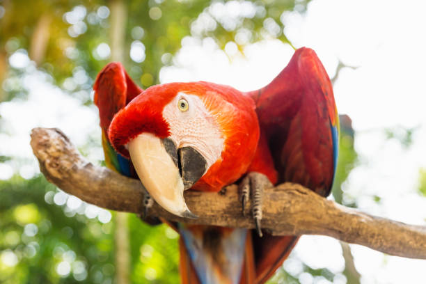 นกแก้วนก scarlett macaw ที่ดูขี้เล่นในภูเขา macaw, copan ruinas, ฮอนดูรัส, อเมริกากลาง - scarlet macaw ภาพสต็อก ภาพถ่ายและรูปภาพปลอดค่าลิขสิทธิ์