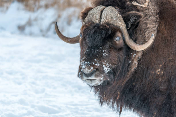 istock Snowy Nose Muskox on a Sunny December Day 953447688