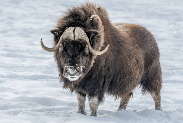 bœuf musqué, regardant dans les yeux, debout dans la neige. - boeuf musqué photos et images de collection