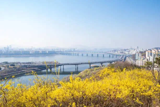 Seoul skyline and Eungbong mountain in spring with Forsythia Flowers.