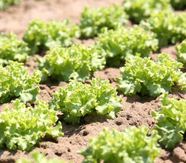 istock many lettuce plants grown in a field 953448596