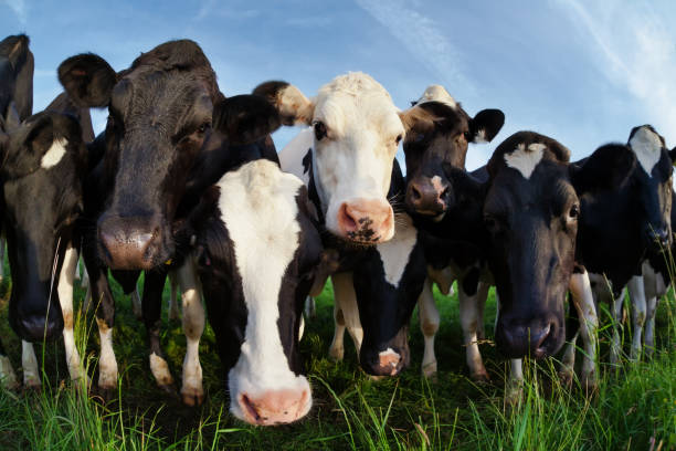 istock cows on pasture looking close up over blue sky 953448906