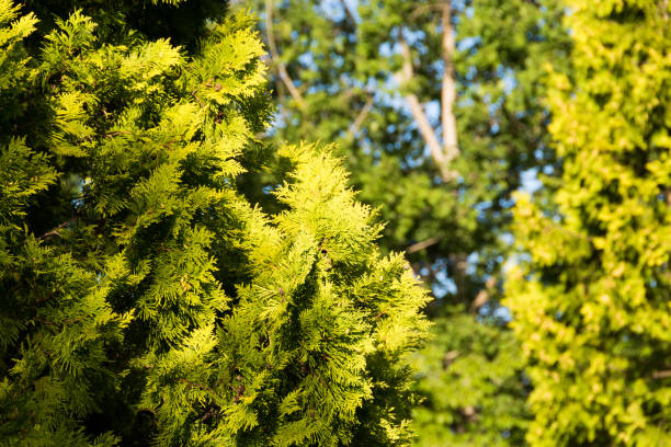 зеленое дерево парка - eastern arborvitae стоковые фото и изображения