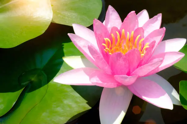 Selective focus on Pink lotus. In ponds with lotus leaf green.