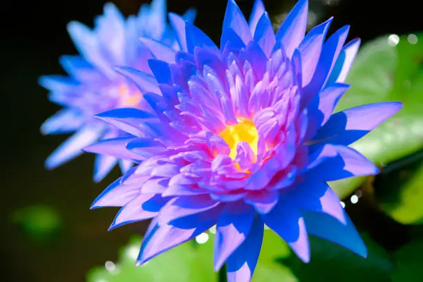 Selective focus on Purple, blue lotus. In ponds with lotus leaf green.