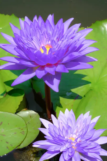Selective focus on fresh purple lotus. In ponds with lotus leaf green.