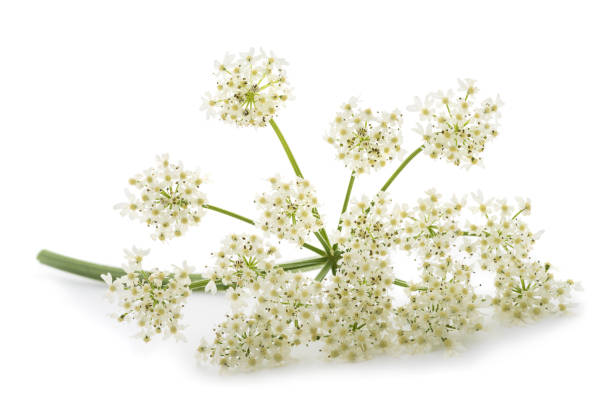 istock Angelica archangelica flowers 953449088