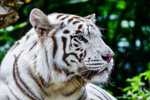 istock White tiger relaxing in water during day time 953450376