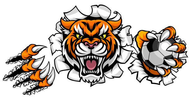 ilustraciones, imágenes clip art, dibujos animados e iconos de stock de tigre con fútbol bola fondo de última hora - bengals