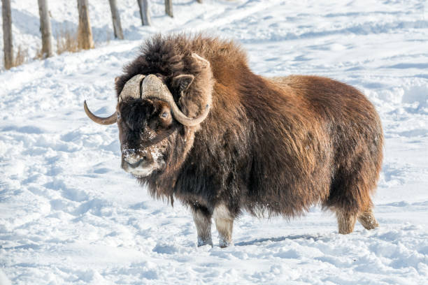 istock Snowy Nose Muskox on a Sunny December Day 953455242