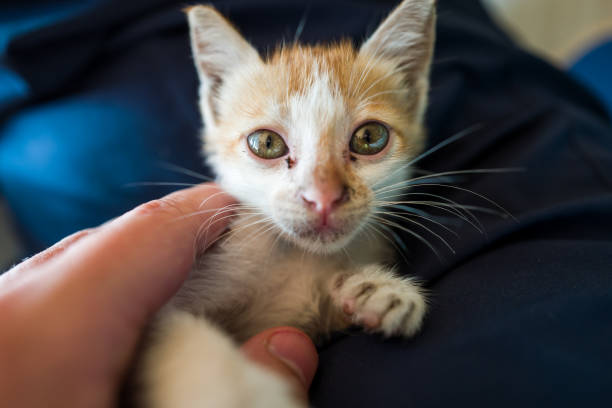istock a small cat in Hoi An, Vitnam 953456878