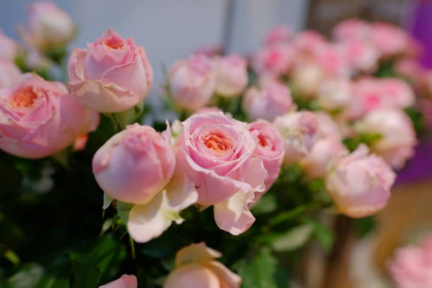 istock Romantic pink rose close up illusion 953456958