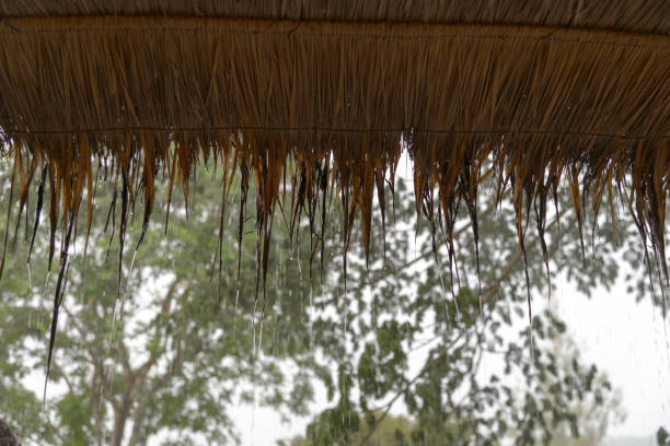 istock streams of rain drop from the thatched. natural materials roof 953457110