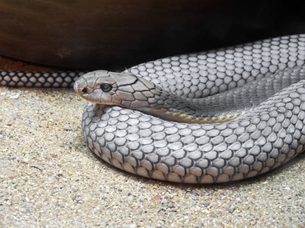 istock Adult King Cobra Coiled on Sand 953458480