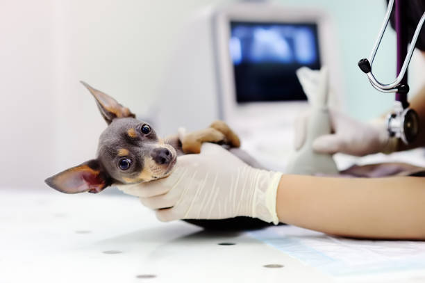 Dog having ultrasound scan in vet office Dog having ultrasound scan in vet office. Little dog terrier in veterinary clinic x ray image medical occupation technician nurse stock pictures, royalty-free photos & images