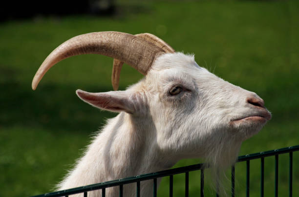 Goat at a petting zoo with somewhat skeptical look on its face