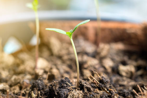 istock Marigold tree seedling are growing in plastic flower pot 953459598
