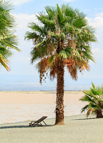 palmier et chaise longue - beach tropical climate palm tree deck chair photos et images de collection