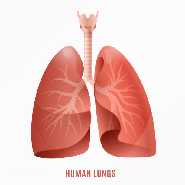 ikona ludzkich płuc - bergbauer stock illustrations