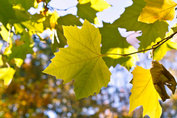 istock Leaves of a plane tree in autumn 953461622