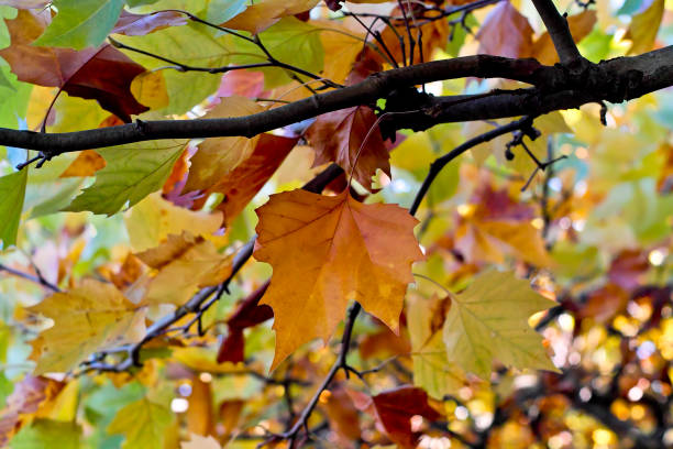 istock Leaves of a plane tree in autumn 953461790