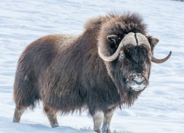 muskok s’interrogeant sur qui vous êtes dans la neige sur une journée ensoleillée de décembre - boeuf musqué photos et images de collection