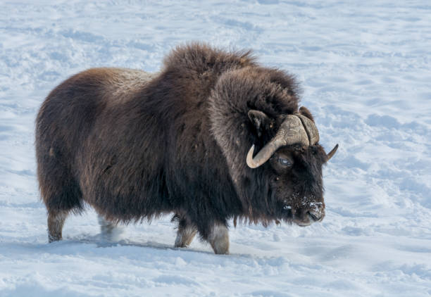 istock Muskox Walking in the Snow 953462422