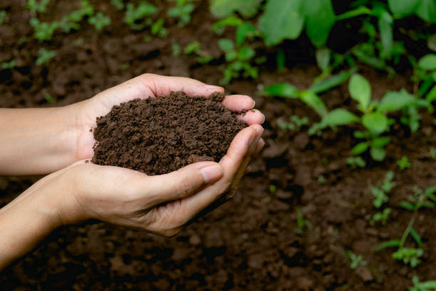main tenant un sol fertile pour la plante à la croissance dans le concept de nature. - humus soil photos et images de collection