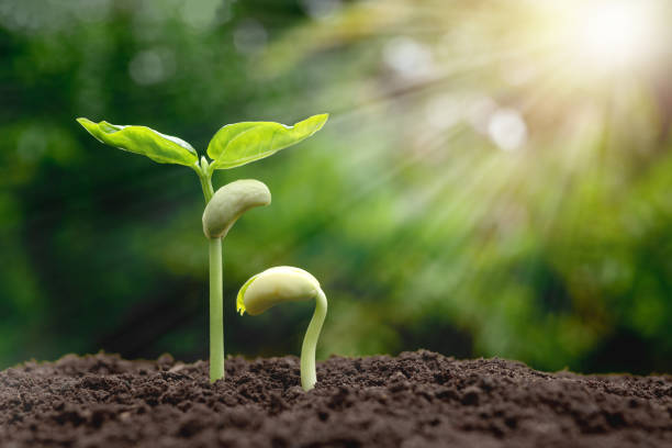 istock young plants growing  from seed step up  in nature with The fertile soil. 953464518