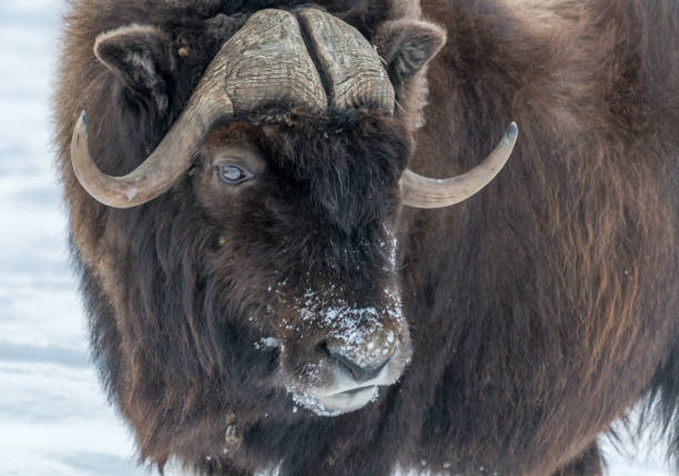 istock Muskox Side Look WIth a Winter Snowy Nose 953465204