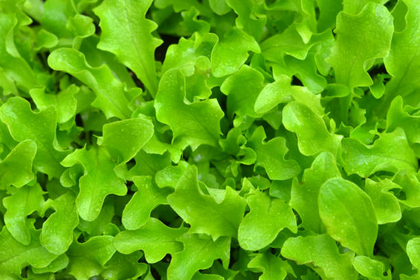 istock Lettuce Growing in a Backyard Garden 953465348
